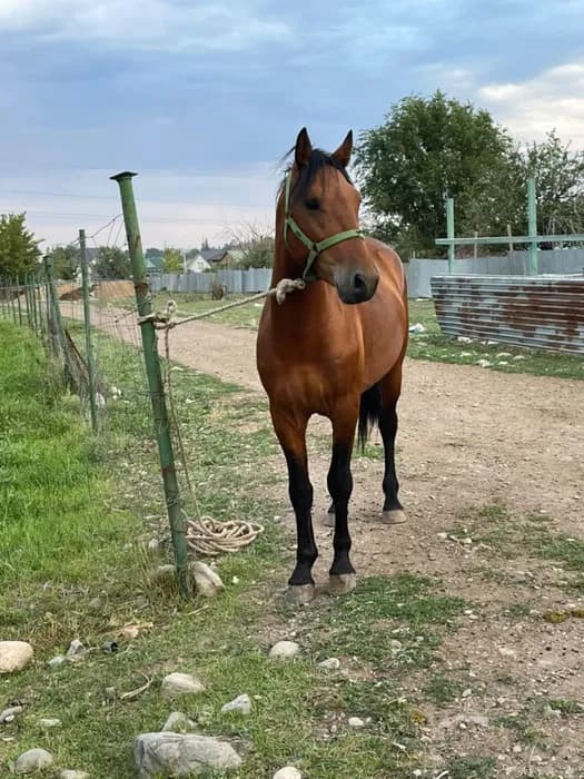 Продам коня . Высокий статный спокойный